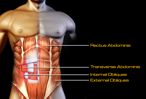 The Anatomy of 6-Pack Abs: How They Work & How To Train Them 